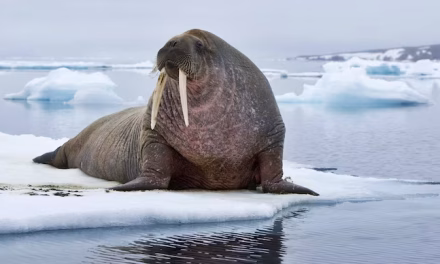 Scientists discover extinct walrus-like mammal in North Atlantic