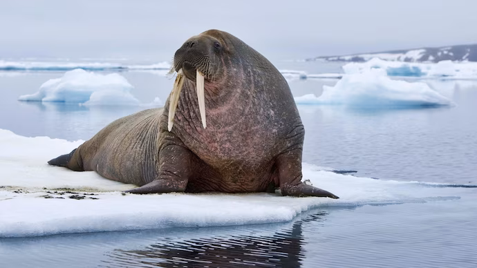 Scientists discover extinct walrus-like mammal in North Atlantic