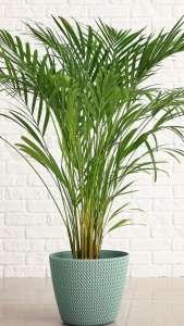 Areca Palm Care Guide - How To Take Care, Tips & Tricks 1