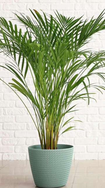 Areca Palm Care Guide – How To Take Care, Tips & Tricks