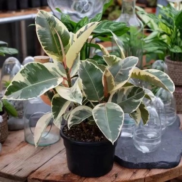 Indoor or Outdoor: The Best Place for Your Rubber Plant