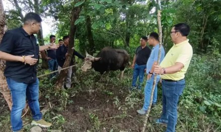 Mithun spotted in Assam for first time: Himanta Biswa Sarma