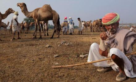 India is counting pastoral livestock for the first time in history
