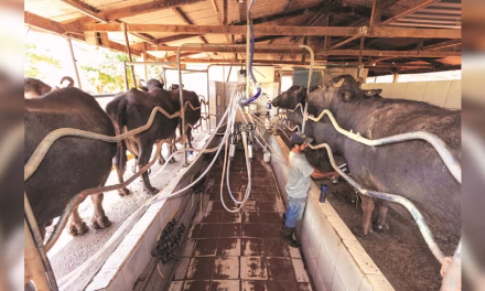 Research for climate-resilient milch cattle takes a vast step forward