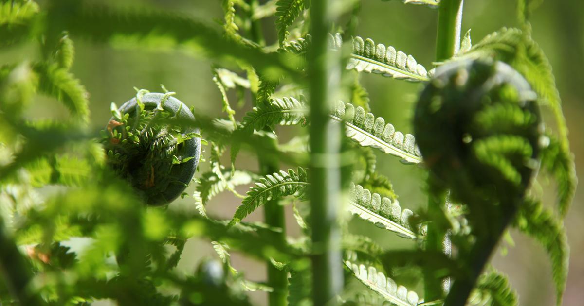 In Nepal, high demand for a fern found deep in the jungles is driving human-tiger conflict