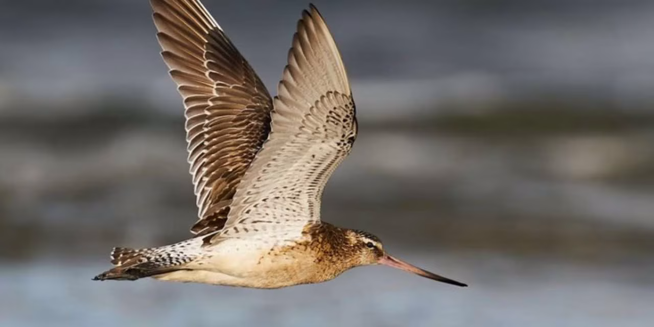 This bird flies for months covering 12000 kms without landing