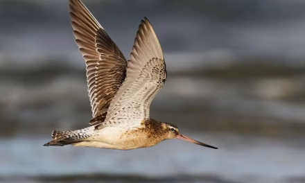 This bird flies for months covering 12000 kms without landing