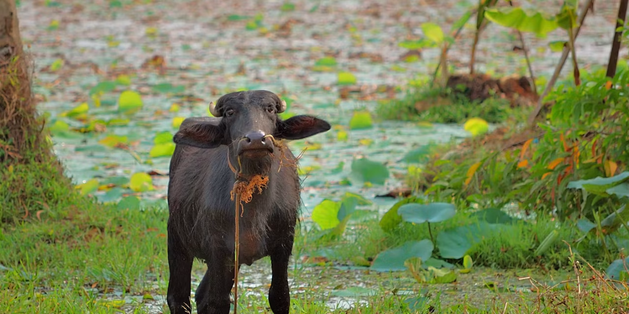 India’s milk industry struggles as the climate changes
