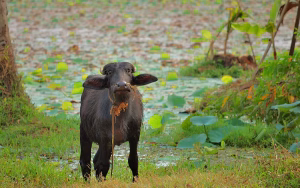 India’s milk industry struggles as the climate changes 1