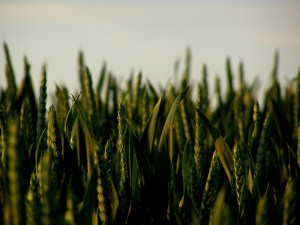 India Must Increase Investment in Agricultural Research to Strengthen Climate Resilience 1 India Must Increase Investment in Agricultural Research to Strengthen Climate Resilience 1