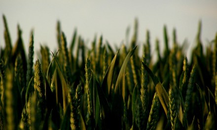 India Must Increase Investment in Agricultural Research to Strengthen Climate Resilience