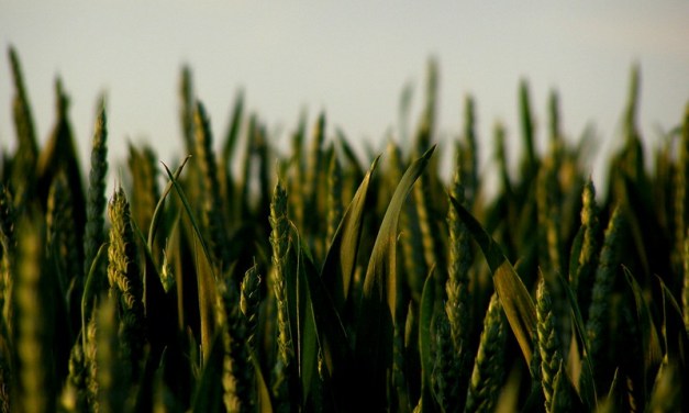 India Must Increase Investment in Agricultural Research to Strengthen Climate Resilience