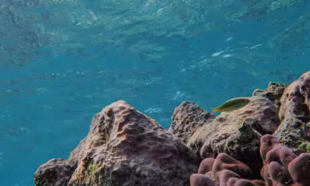 Massive undersea mountain discovered beneath Chile. It is home to ghostly ‘Casper Octopus’ which can…