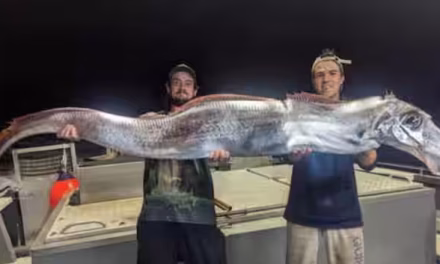 Another ‘doomsday fish’ makes an appearance, this time in Australia
