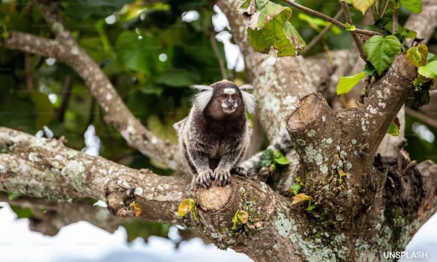 Like Humans, These Animals Give Each Other Names