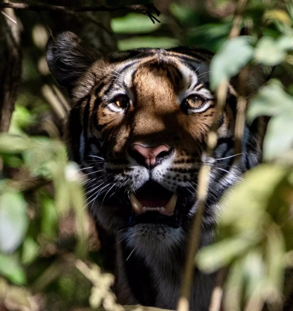 Say Cheese, Big Kitty: The Tigers That Exist But Never Appear Before the Camera