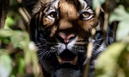 Say Cheese, Big Kitty: The Tigers That Exist But Never Appear Before the Camera