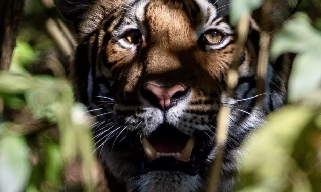 Say Cheese, Big Kitty: The Tigers That Exist But Never Appear Before the Camera
