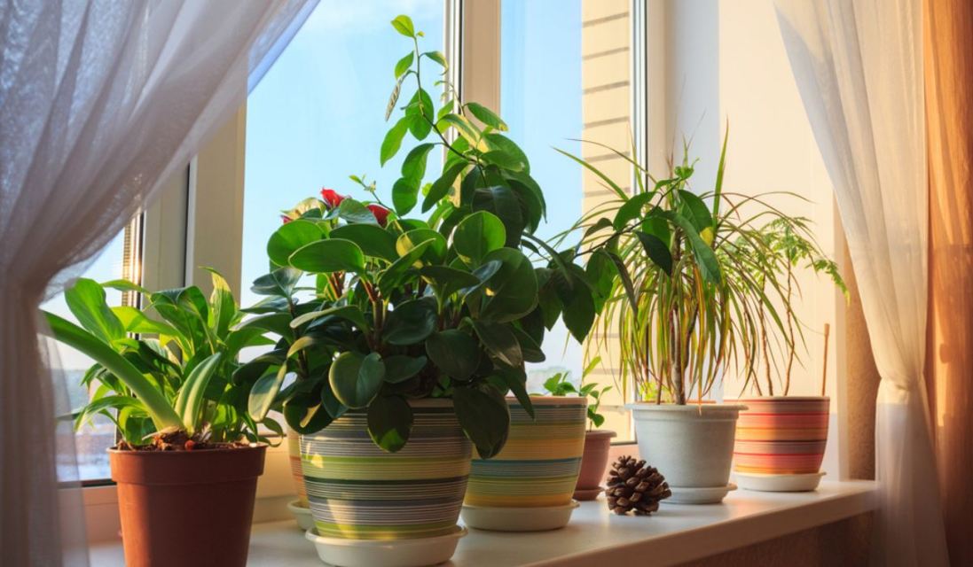 Best Vastu Indoor Plants For Home