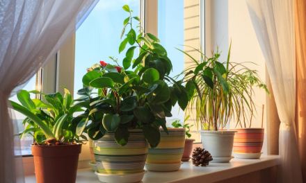 Best Vastu Indoor Plants For Home