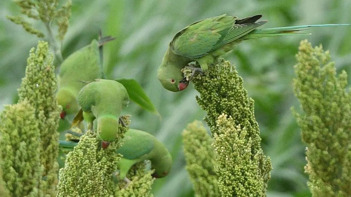 Research on climate change is 40 per cent of ICAR’s budget: S.K. Chaudhari