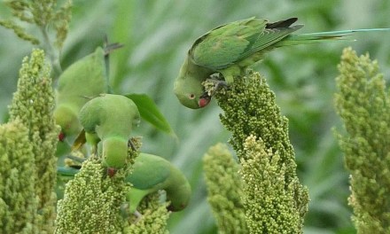 Research on climate change is 40 per cent of ICAR’s budget: S.K. Chaudhari