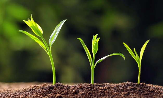 Secret lives of plants: Exploring complex interactions