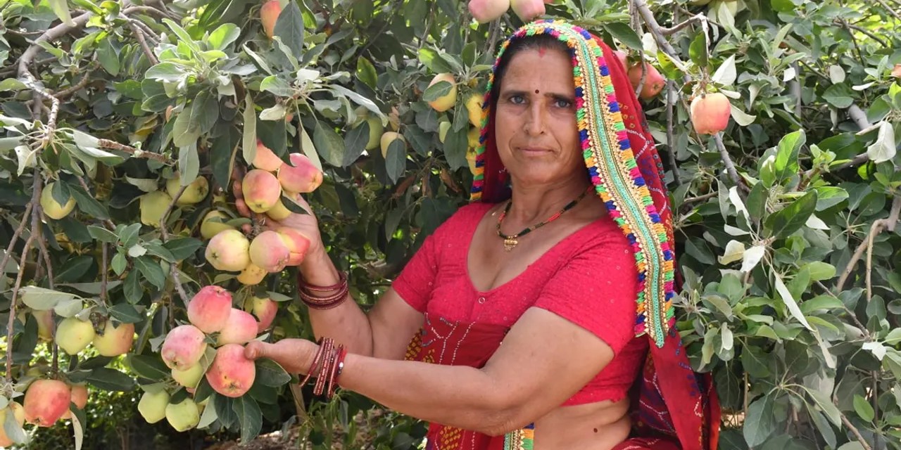 Rajasthan’s woman farmer grows organic apples at 50 degrees Celsius; gets Rs 38 lakh turnover from just 1.25 acres