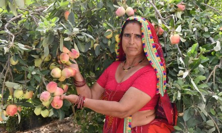 Rajasthan’s woman farmer grows organic apples at 50 degrees Celsius; gets Rs 38 lakh turnover from just 1.25 acres