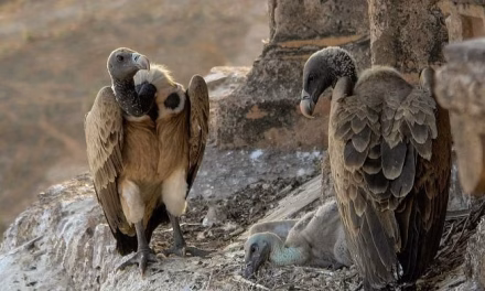 30 days, over 500 volunteers & one mission: to count India’s vulnerable vulture population