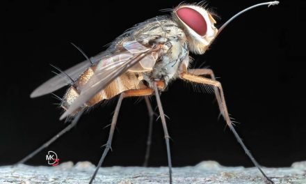 Malaysian Photographer Marcus Kam Captures Mesmerizing Macro Photos Of Insects