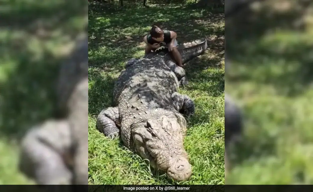Meet World’s Oldest Crocodile Henry, Who Has 6 Wives And 10,000 Babies