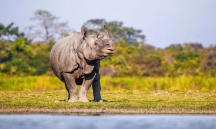 India’s one-horned Asian rhino population triples in four decades
