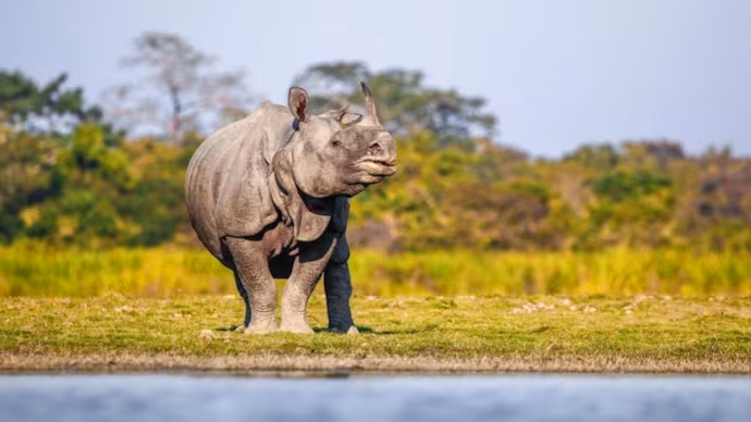 India’s one-horned Asian rhino population triples in four decades