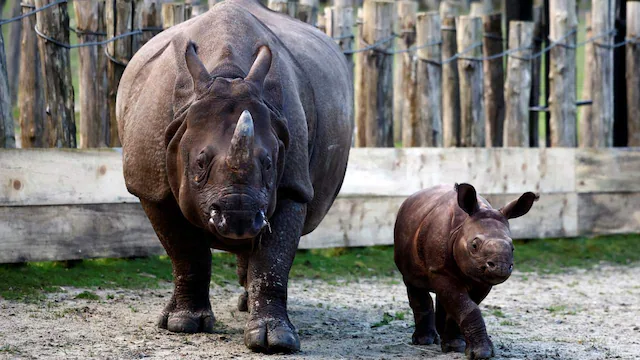 World Rhinoceros Day 2024: Seven must-visit safaris to try around the world