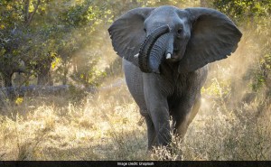 Zimbabwe To Cull 200 Elephants To Feed Its Citizens Amid Drought 1