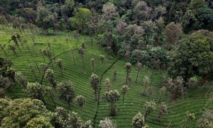 India ranked 176 out of 180 in 2024 Global Nature Conservation Index