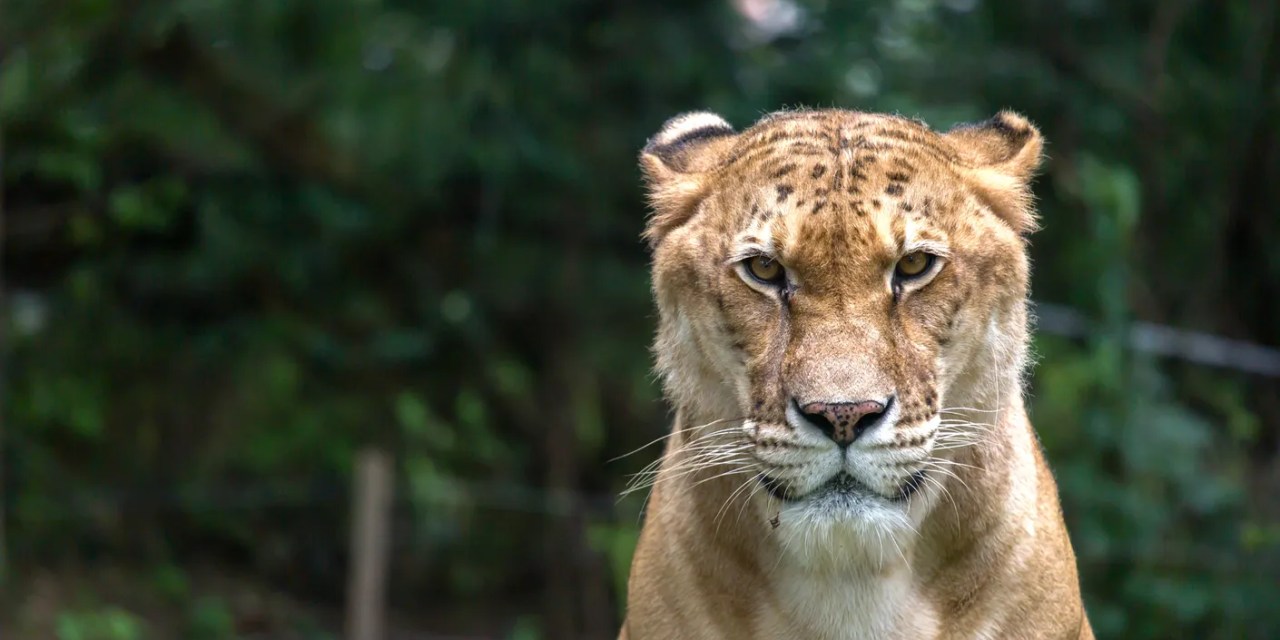 Do animals cross breed with other species in the wild? How and why interbreeding between different species happens