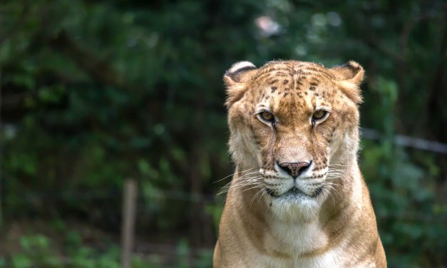 Do animals cross breed with other species in the wild? How and why interbreeding between different species happens