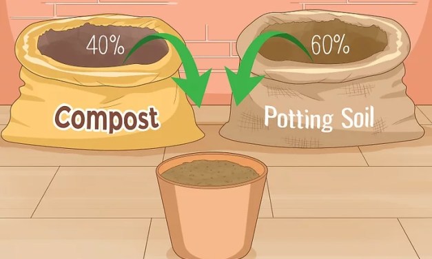 How to Grow Curry Leaves