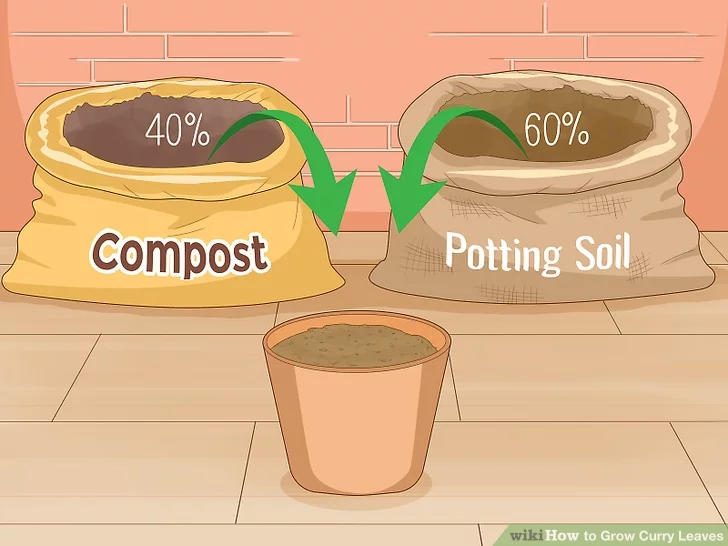 How to Grow Curry Leaves