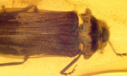 Stunning Fossil Reveals Fireflies Glowed When Dinosaurs Ruled Earth