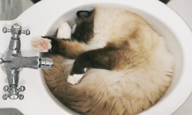 Cats Basically Are a Liquid After All, Study Confirms