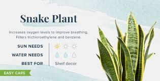 18 Plants That Help You Sleep Better Than Ever