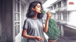 Is chewing raw curry leaves good for hair?