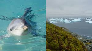 Dolphins smile at each other during social play & Antarctica is ‘greening’ at dramatic rate