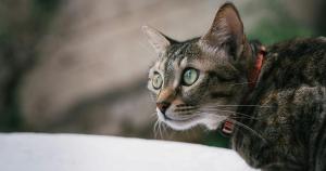 Living with cats can be great for physical and mental health – but is not without some risks 1