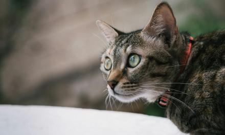 Living with cats can be great for physical and mental health – but is not without some risks