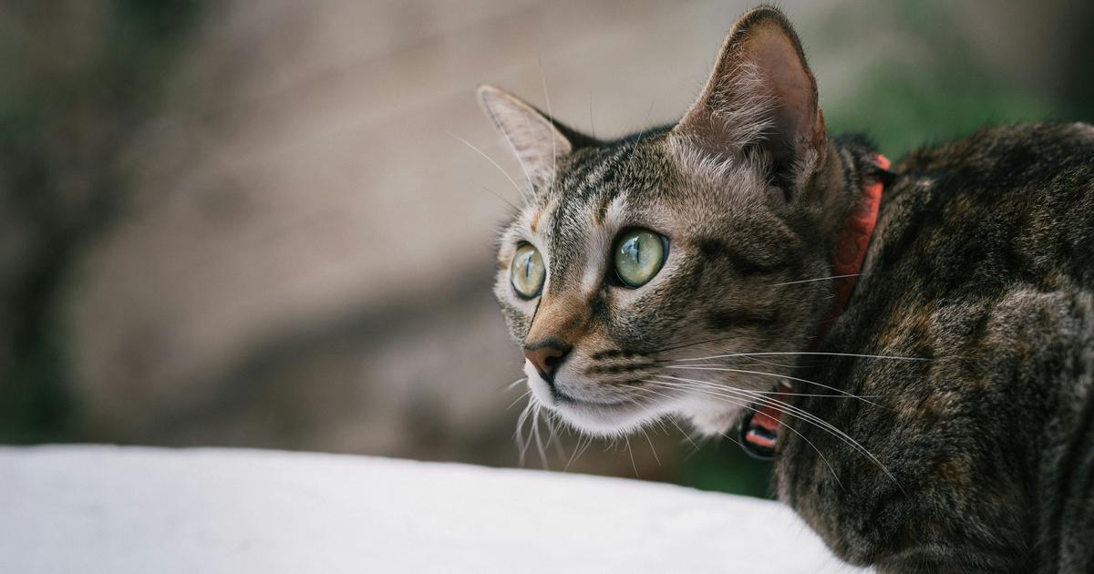 Living with cats can be great for physical and mental health – but is not without some risks