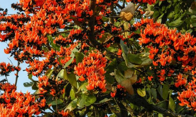 ‘A forest or lake may have a mind of its own’: A new book explores trees and birds for children
